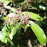 Miconia albicans Fruchs