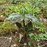 Trillium cuneatum Plante entière