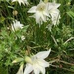 Gladiolus tristis Kvet