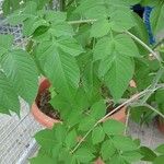 Dahlia imperialis Hoja
