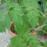 Dahlia imperialis Levél