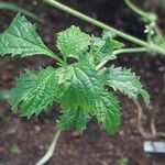 Stachytarpheta urticifolia Leaf