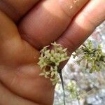 Asperula aristata Flower