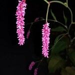 Persicaria orientalis Floare