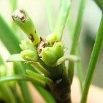 Podocarpus novae-caledoniae Fruit