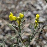 Linaria angustissima Flower