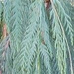 Cupressus cashmeriana Φύλλο