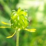 Ranunculus velutinus Fruit