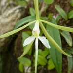 Epidendrum nocturnum Blüte