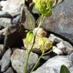 Biscutella intermedia Flor