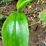 Costus spiralis Blatt