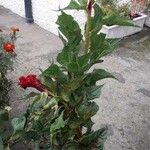 Celosia argentea Hàbitat