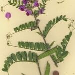 Vicia macrocarpa Elinympäristö