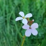 Erucaria hispanica Flor