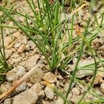 Cyperus laevigatus 葉