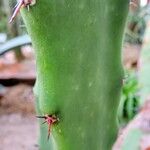 Acanthocereus tetragonus Folha