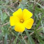 Oxalis eriocarpa Λουλούδι