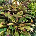 Neoregelia spectabilis Leaf