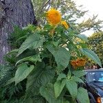 Helianthus annuusFleur