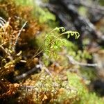 Hymenophyllum inaequale Leaf