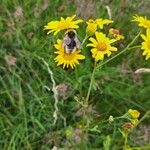 Jacobaea aquatica Blomst