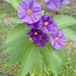 Lycianthes rantonnetii 整株植物