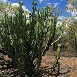 Euphorbia cooperi Hábitos