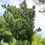 Podocarpus macrophyllus Habitat