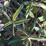 Passiflora caerulea Blatt