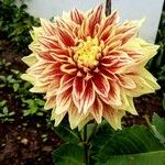 Dahlia pinnataBlomma