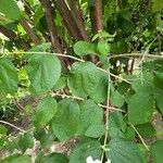 Philadelphus pubescens Blatt