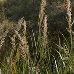 Arundo plinii Habitat