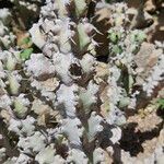 Euphorbia caerulescens Leaf