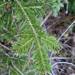 Abies balsamea برگ