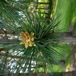 Pinus thunbergii Květ