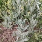 Artemisia ludoviciana Blatt