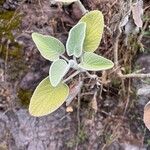 Sideritis cretica Leaf