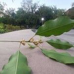 Mimusops elengi Leaf