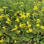 Senecio inaequidensFlor