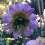 Dahlia pinnata Flor
