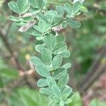 Genista monspessulana Leaf