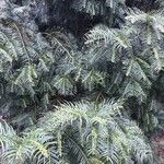 Cephalotaxus fortunei Leaf