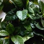 Gardenia jasminoidesList