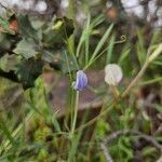 Lathyrus angulatus Kwiat
