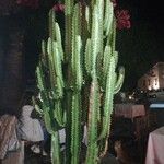Euphorbia trigona Vivejo