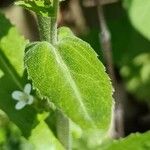 Turritis glabra Leaf