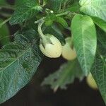 Solanum muricatum Fruto