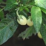 Solanum muricatum Frucht