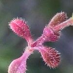 Cerastium pumilum Blad