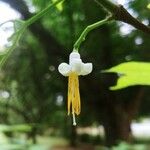 Alangium platanifolium Fleur